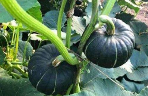 北美网红吃瓜事件真相是真的吗